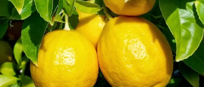 Применение лимонов при подагре