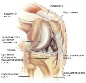 Анатомия коленного сустава