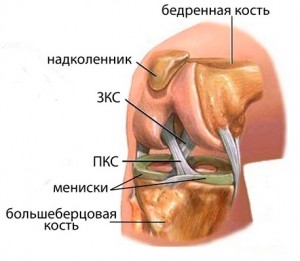 Строение коленного сустава