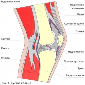 анатомия коленного сустава