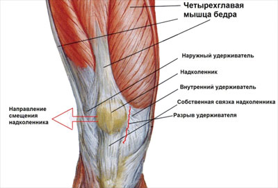 Анатомия мышц в районе колена