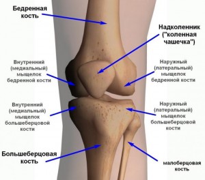 Устройство колена