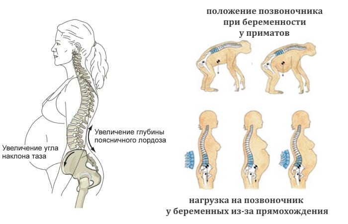 Менструальный цикл