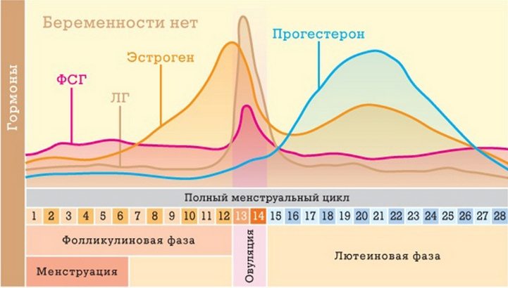 Менструальный цикл