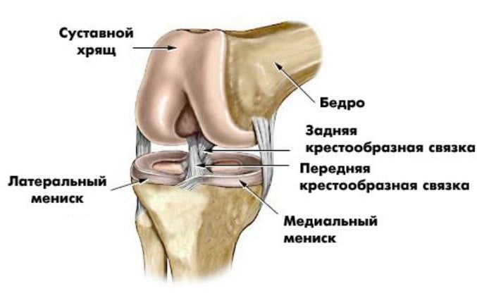 Строение коленного сустава