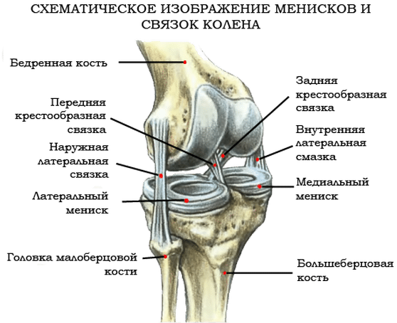 Мениски и связки колена