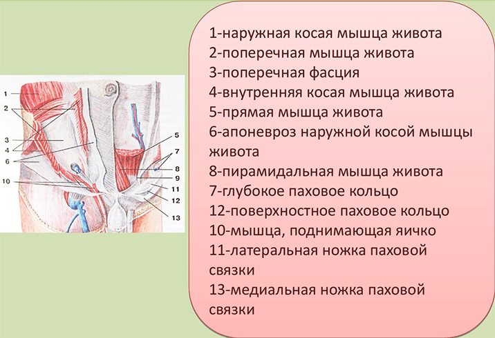 Строение пахового канала