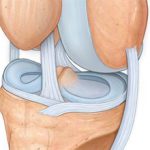 Коленный сустав и связки — строение и анатомия