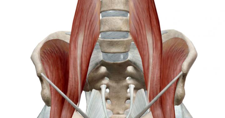 поясничная мышца анатомия