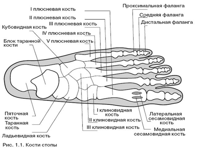 Кости стопы человека