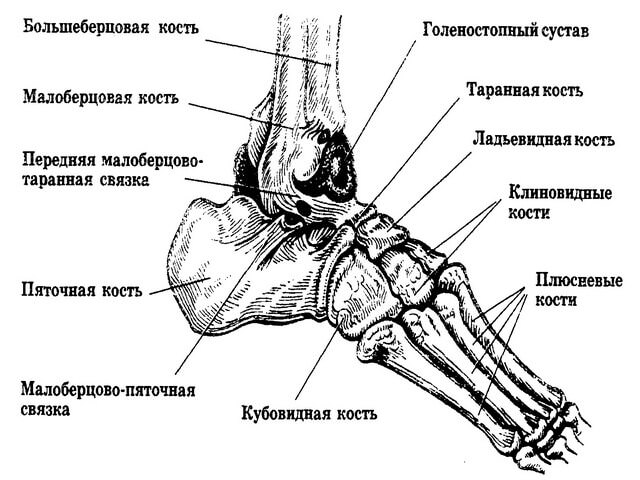 Анатомия человеческой стопы