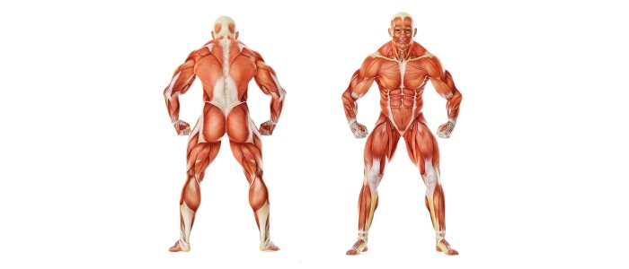 Мышечные группы и мышцы человека