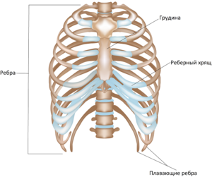 Структура ребер и грудной клетки