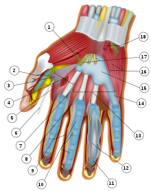 Wrist and hand deeper palmar dissection-numbers.svg