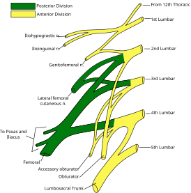 Lumbar plexus.svg