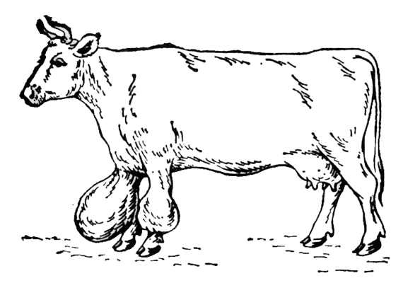 Рис. 1. Предзапястные бурситы у коровы.
