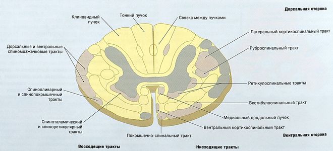 белое вещество спинного мозга функции