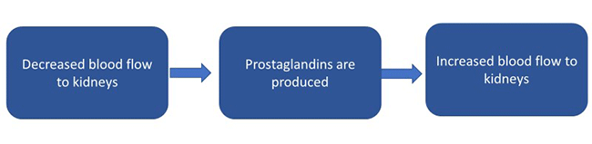 Blood flow to the kidneys is decreased - Prostaglandins are produced - Blood flow to the kidneys increases.