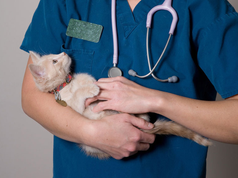ветеринар держит котенка