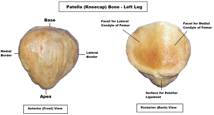 patella,patella anatomy, patella bone, patella diagram, patella video