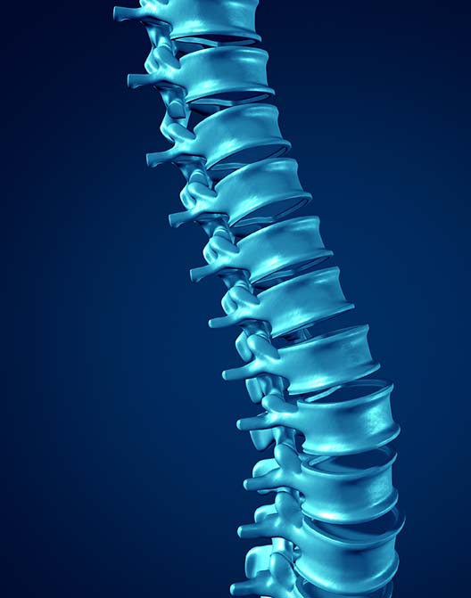 Spine