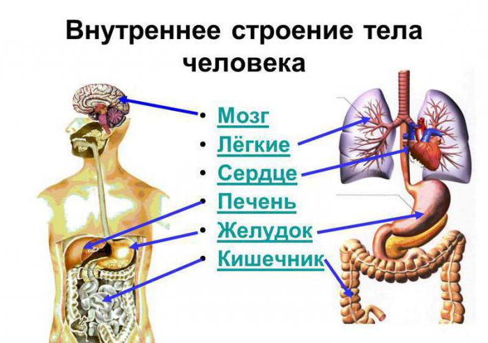 расположение органов у человека