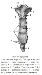 анатомия йоги строение грудины