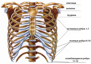 Строение грудной клетки ребра, грудина