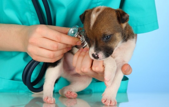 Рахит у щенков: причины возникновения, симптоматика и диагностика. Как лечить рахит у щенков?