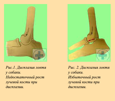 О дисплазии локтевого сустава у немцев подробнее